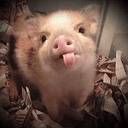 Prof. Oink Oink